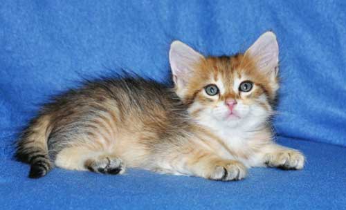 siberian cats breeders montreal