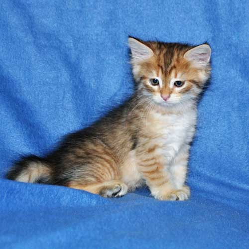 siberian cats breeders ontario