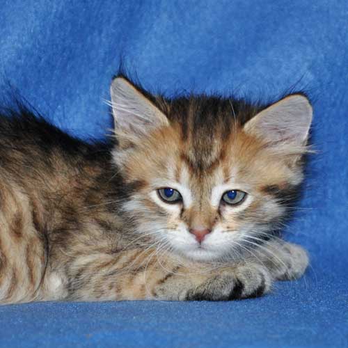 siberian cats breeders ottawa