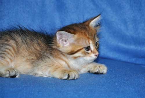 siberian cats breeders quebec