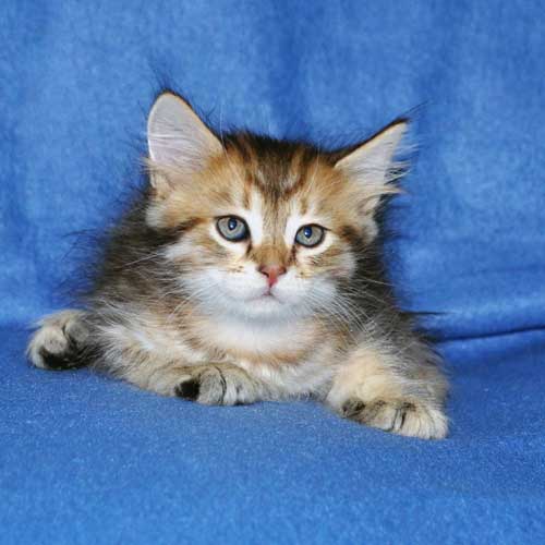 siberian cats breeders toronto