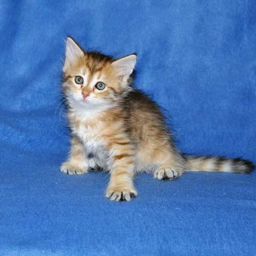 siberian cats breeders vancouver