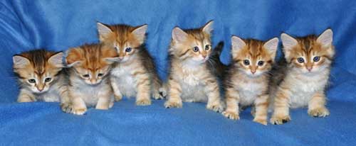 siberian cats breeders yellowknife