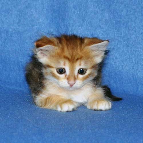 siberian cats breeders yukon