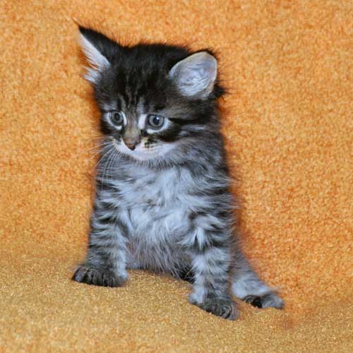 hypoallergenic cats for sale british columbia