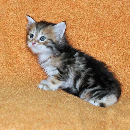 hypoallergenic cats for sale ontario