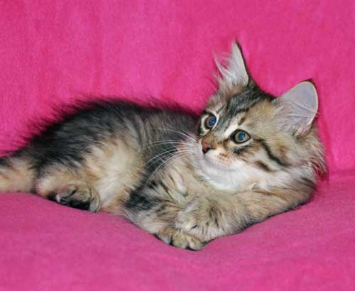 siberian kitten for sale alberta