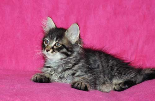 siberian kitten for sale calgary