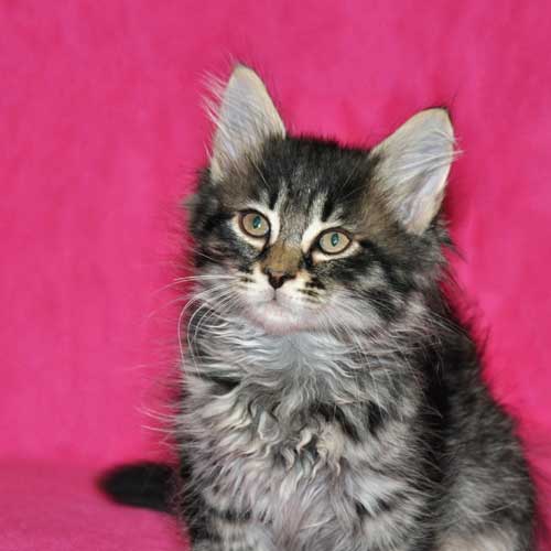 siberian kitten for sale edmonton