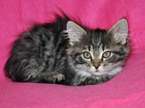 siberian kitten for sale halifax