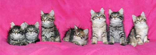 siberian kitten for sale new york