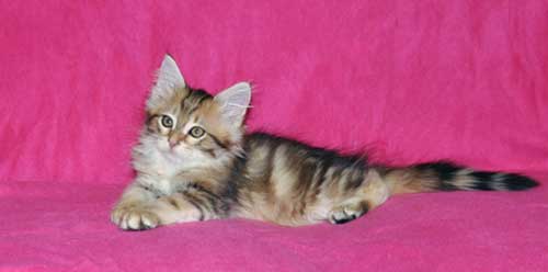 siberian kitten for sale ontario