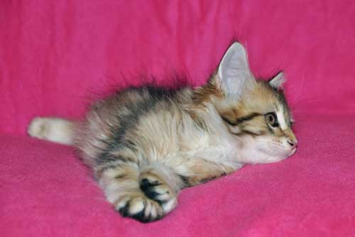 siberian kitten for sale ottawa