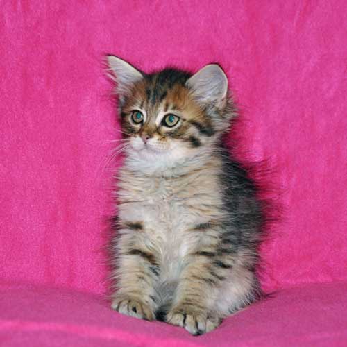 siberian kitten for sale toronto