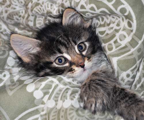 siberian cats for sale calgary