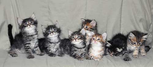 siberian cats for sale indiana