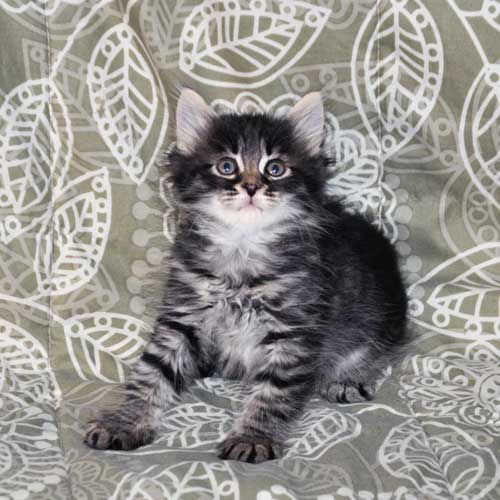 siberian cats for sale nova scotia