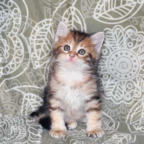 siberian cats for sale ottawa