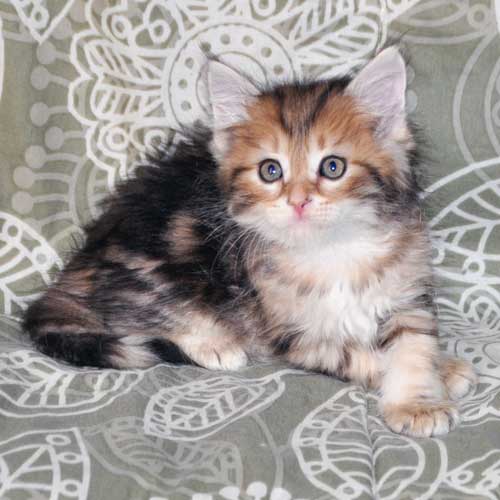 siberian cats for sale toronto