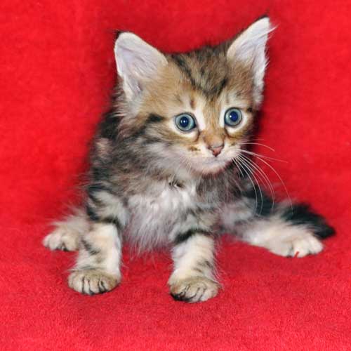 hypoallergenic cats for sale alberta