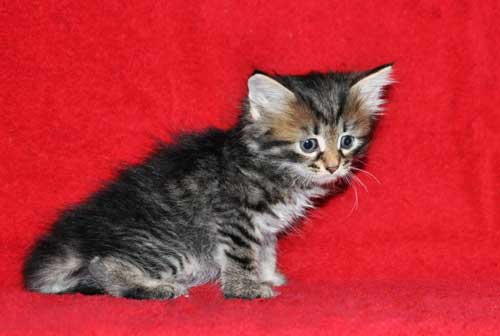 hypoallergenic cats for sale british columbia