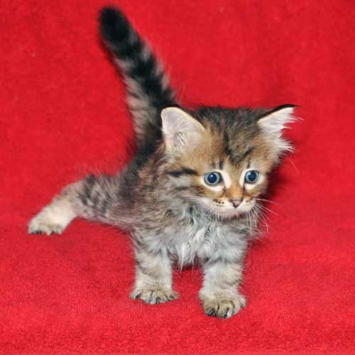 hypoallergenic cats for sale edmonton