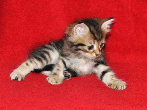 hypoallergenic cats for sale ontario