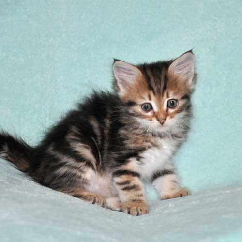 siberian cat for sale ottawa