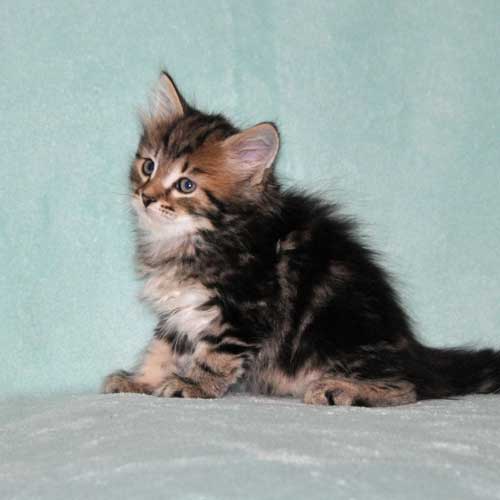 siberian cat for sale quebec