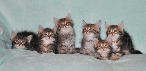 siberian kitten for sale from breeder ottawa