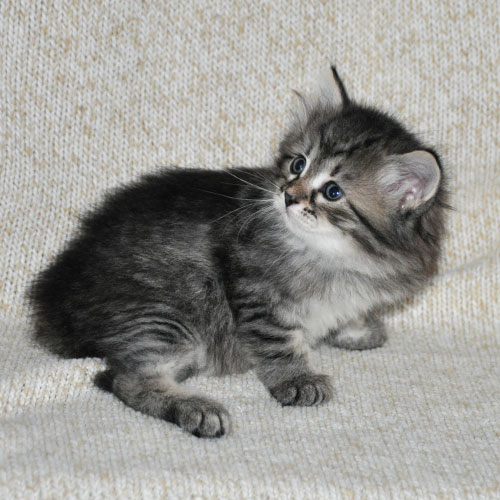 siberian kittens for sale montreal