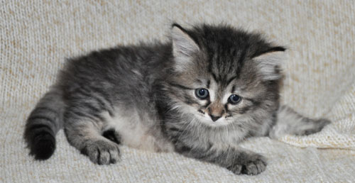 siberian kittens for sale toronto