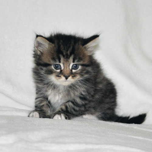 siberian kitten for sale alberta