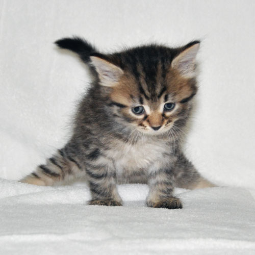 siberian kitten for sale ontario