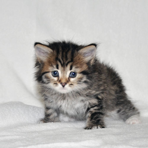 siberian kitten for sale quebec