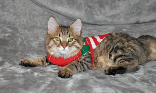 Siberian cats for sale
