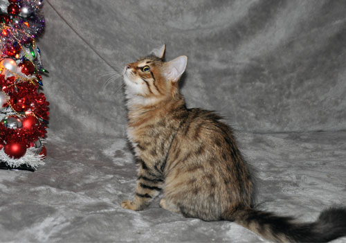 hypoallergenic kitten for sale gatineau