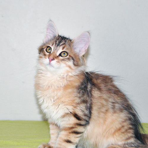 Siberian kitten for sale