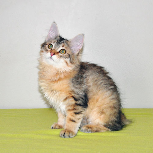 Siberian kitten for sale Hamilton