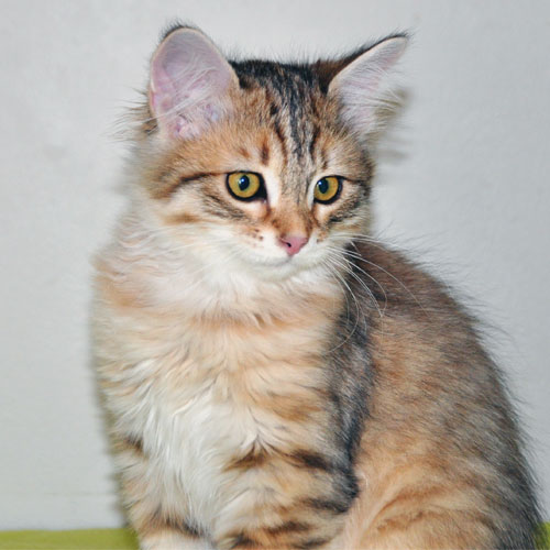 Siberian kitten for sale Ontario