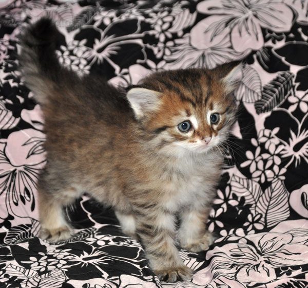 hypoallergenic kitten for sale