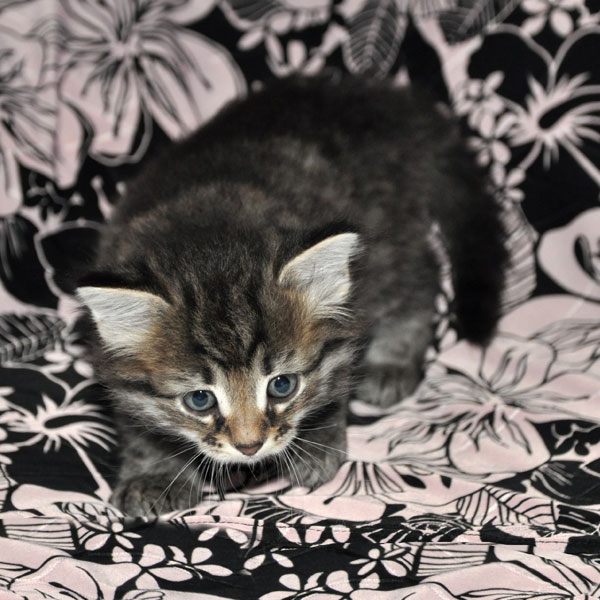 hypoallergenic kitten ontario