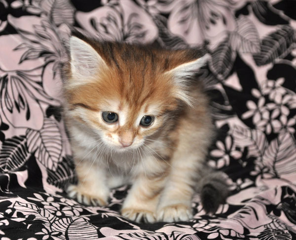 hypoallergenic kitten toronto