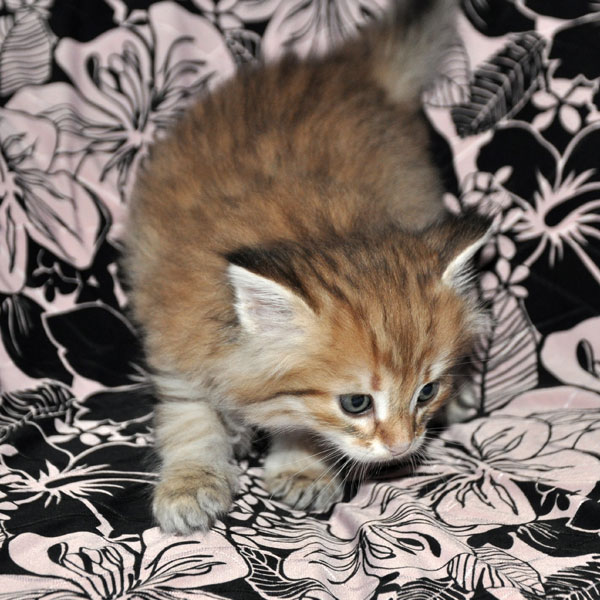 siberian cat for sale