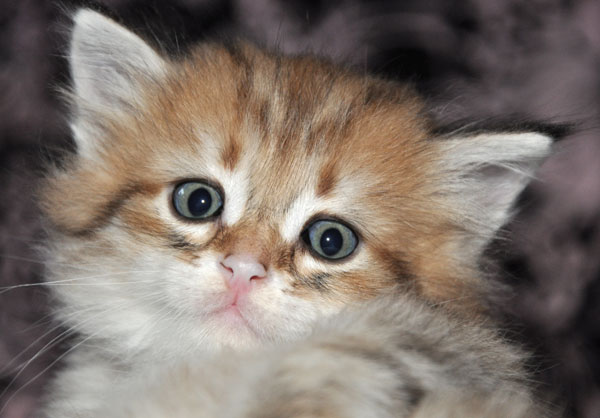 siberian cat ontario