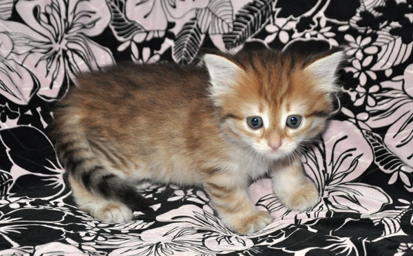 siberian cat toronto