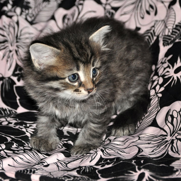 siberian kitten montreal