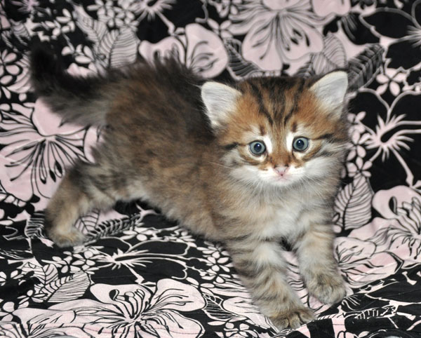 siberian kitten toronto