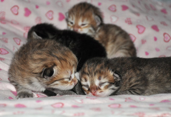 siberian-cat-toronto