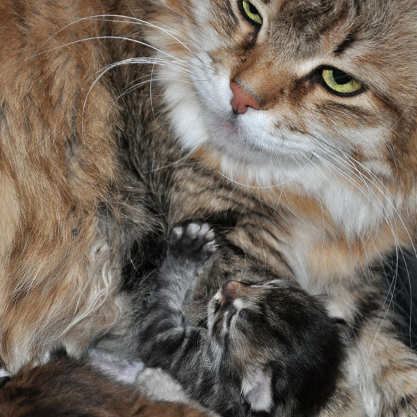 siberian-kitten-canada